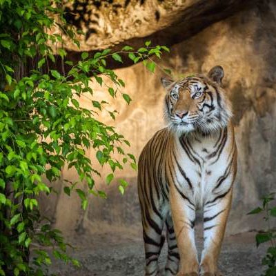 Ranthambore
