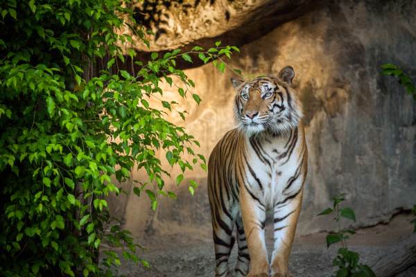 Golden Triangle Tour with Ranthambore