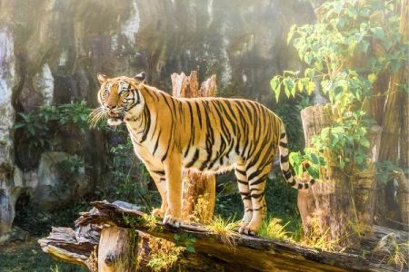 Golden Triangle Tour with Ranthambore
